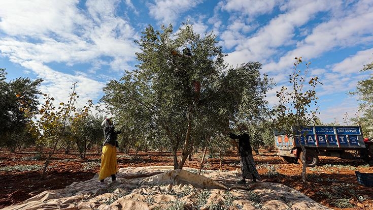 Zeytin ve Antep fıstığı 2024’te üreticisini “sevindirdi”, limon ve portakal “üzdü”